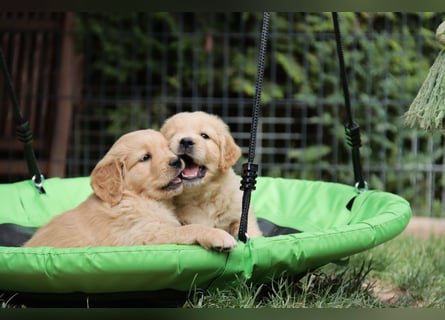 Golden Retriever Welpen vom Thüringer Wald