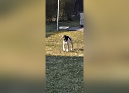 Deutsch-Kurzhaar Mischlings Welpen