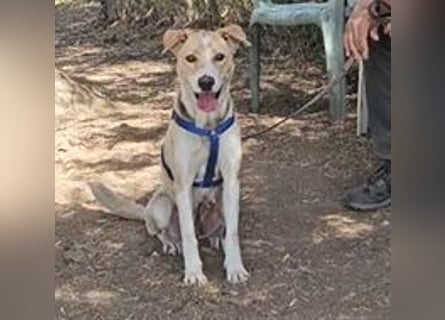 Lucy: tolle Familienhündin in schöner Größe
