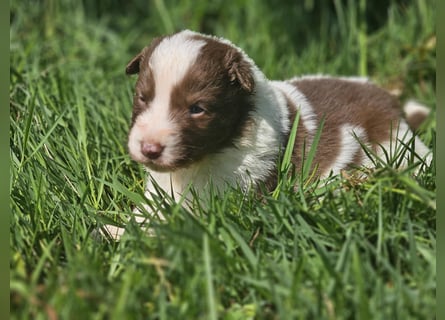 Border Collie Welpen -  Rüden und Hündin