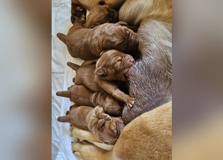 Labrador Welpen Foxred