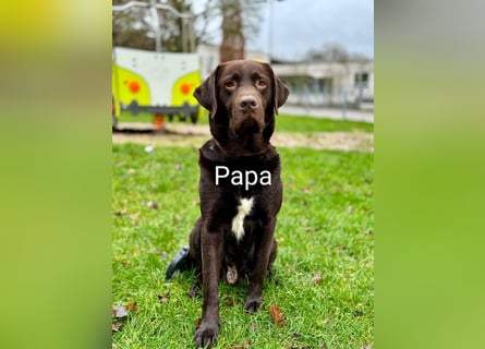 Wunderschöne Labrador Welpen
