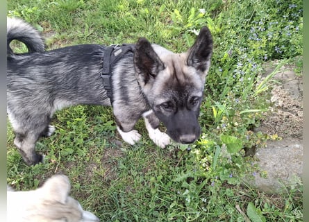 Akita - Husky Welpen