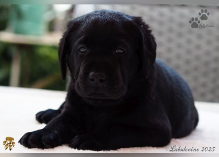 Traumhafte Labrador Welpen in Schwarz und Gelb suchen ein liebevolles Zuhause!