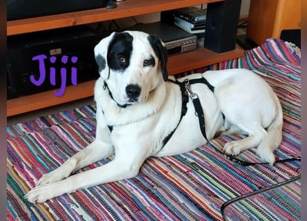 Jiji 07/2023 (in Deutschland) - ruhige und sanfte, wundervolle junge Hündin!