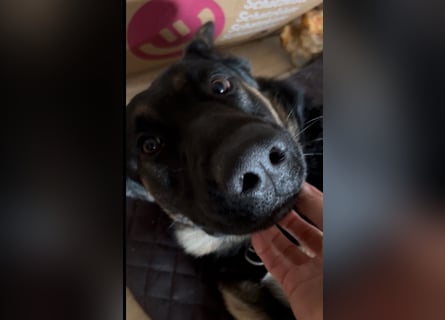 Lieber Schäferhund Rüde