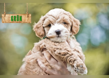 5 Wunderschöne Maltipoo-Welpen suchen ein neues, liebevolles Zuhause!