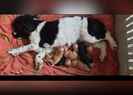 Apricot Fawn Zwergpudel Deckrüde Gentest Ahnentafel Patella frei Zuchttauglich Kein Verkauf!