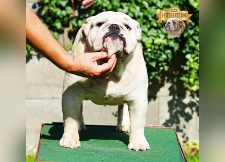 Junge reinrassige Englische Bulldogge FCI sucht ein liebevolles Zuhause und Familie