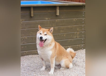 Erstklassige Shiba Inu Zucht in Sachsen