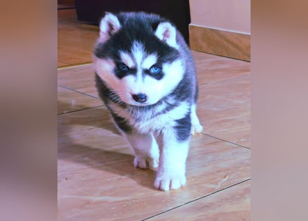 FCI Pedigree Blue Eyed Black & White Siberian Husky Champion Puppy