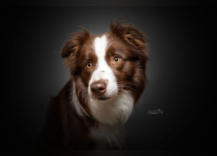 Wurf Ankündigung,  reinrassige Border Collie Welpen mit Papieren!!