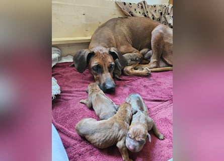 Rodesian Ridgeback Welpen im Kennel "Free Spirit"