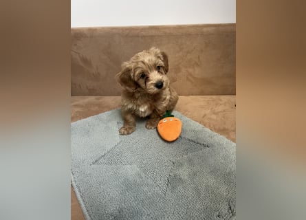 Maltipoo - Welpen - Rüden und Hündin