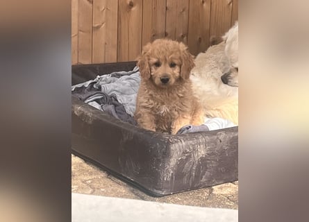 Goldendoodle mini Medium Doodle Abgabe an Pfingsten
