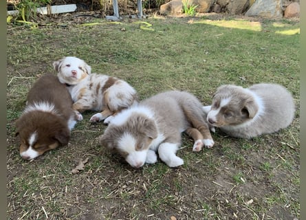 Reinrassige Australian Shepherd Welpen