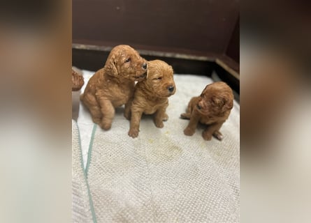 Labradoodle Welpen F1 in foxred/apricot