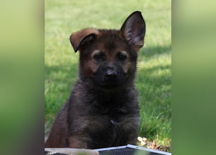 Schäferhund, Welpen, gerader Rücken, SV Papiere