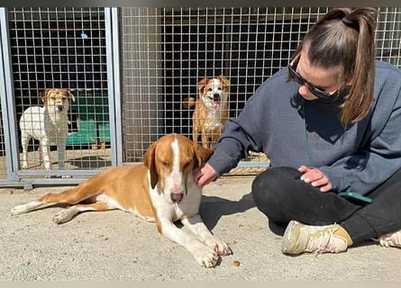 ❤️ superliebe Schmusemaus ABINA - 6 Jahre, 50cm/25kg - Balkan-Bracken-Mix