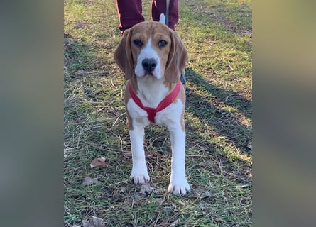 Beagel Hundin