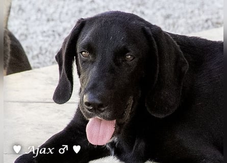 Adam, Ajax und Timmy suchen ein Zuhause