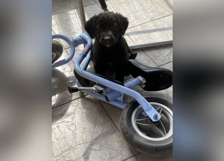 Labrador Mix Welpen