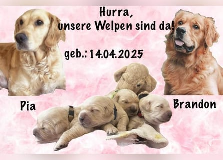 Golden Retriever Welpen mit Ahnentafel