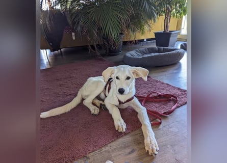 Carlo – ein kluger Dreikäsehoch auf der Suche nach seinem Platz im Leben (auf PS PLZ 87763)