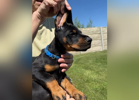 Dobermann Welpen Bohemia Gotika