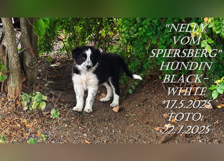 Border Collie-Welpen , black-,choco-,red-white und red-merle