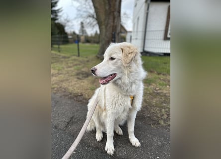 Alain: unkomplizierter Familienhund
