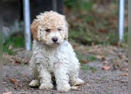 Lagotto Romagnolo