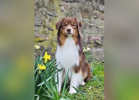 Australian Shepherd Deckrüde in Red Tri reine exklusive Showlinie  /ASCA und FCI Pedigree -