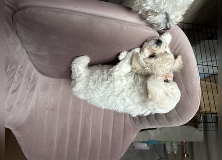 Bichon Frisé