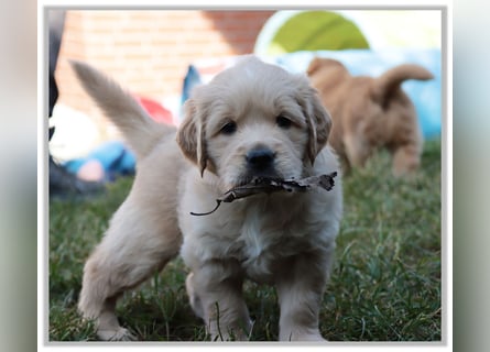 Golden Retriever Welpen vom Thüringer Wald
