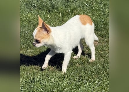 Chihuahua Rüde 9 Monate alt mit Ahnentafel