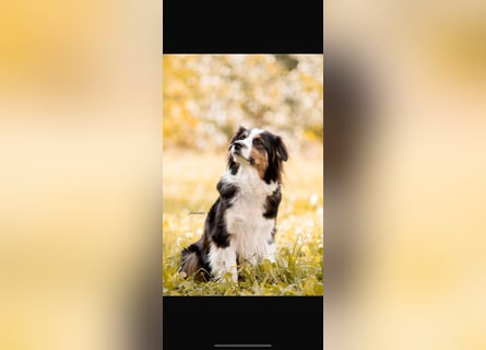 Traumhafte Australian Shepherd Welpen