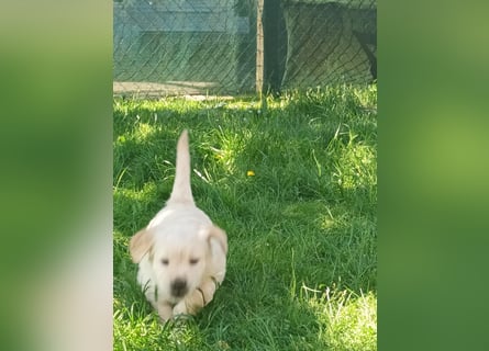 Golden retriever welpen mit Ahnentafel