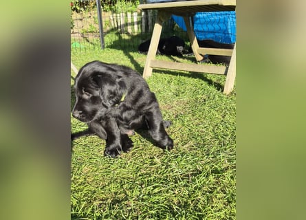 Schwarzer Flat Coated Retriever Rüdenwelpe