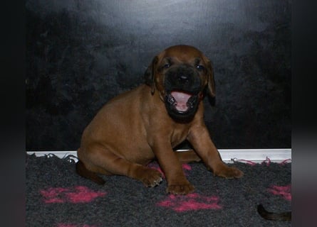 wunderschöne Rhodesian Ridgeback Welpen ! ! ! absolut vitale und einwandfreie kleine Engel