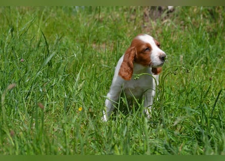 Sturmtatze - Irish Red and White Setter