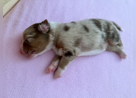 Red Merle Hündin, Australian Shepherd