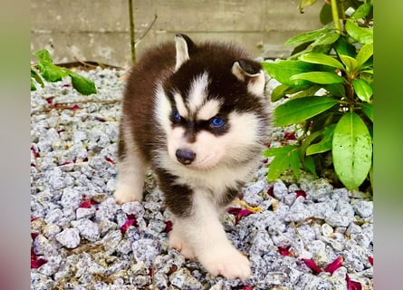 FCI Pedigree Blue Eyed Black & White Siberian Husky Champion Puppy