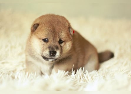 Schöne rote Shiba inu Welpen MEI, MIKA, MASARU mit FCI dokumenten
