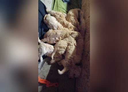 Wunderschöne Goldendoodle-Mix Welpen