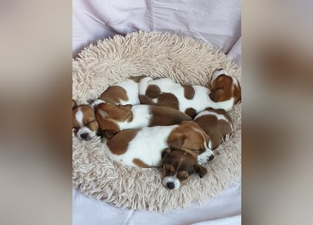 Jack Russell Welpen zu verkaufen