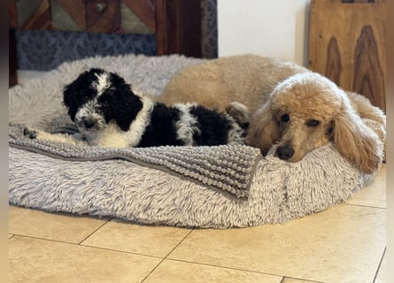 Bezaubernde Königspudel Welpen, Großpudel, Harlekin, Pudel, Videos