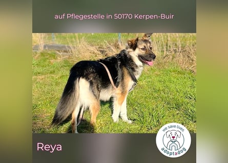Reya: Wunderschön und voller Energie (auf Pflegestelle in 50170 Kerpen-Buir)