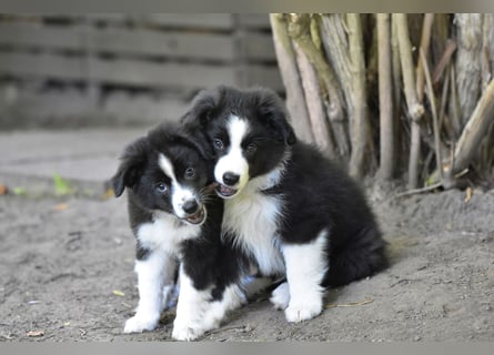 Miniature American Shepherd Welpen, Mini Aussies vom Züchter mit Papieren
