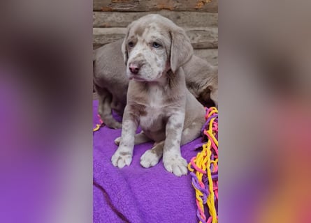 Labrador Aussiedor Rüde,aus liebevoller, erfahrener Zucht
